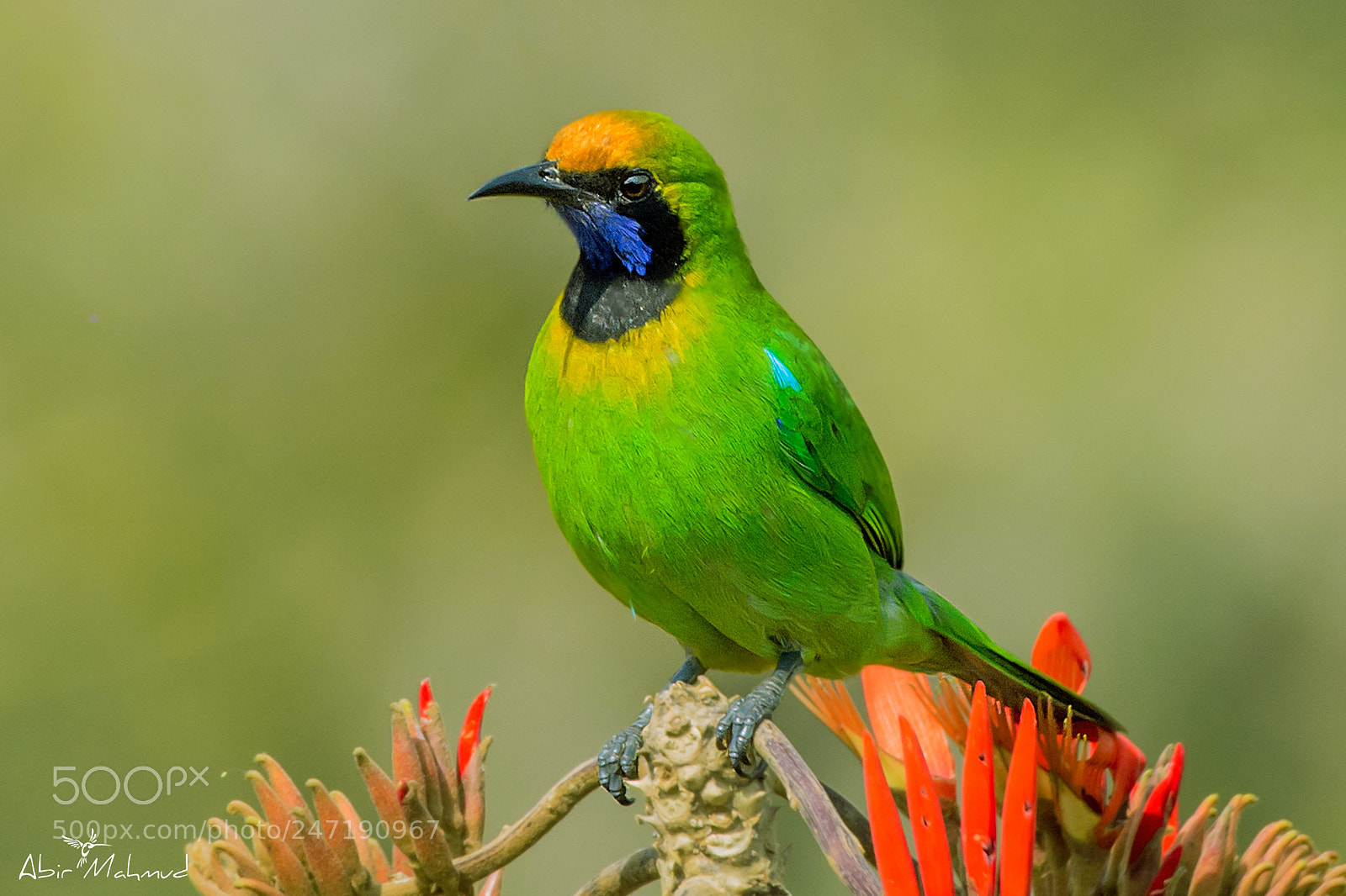 Nikon D7100 sample photo. :: golden-fronted leafbird / সোনাকপালি হরবোলা  :: photography