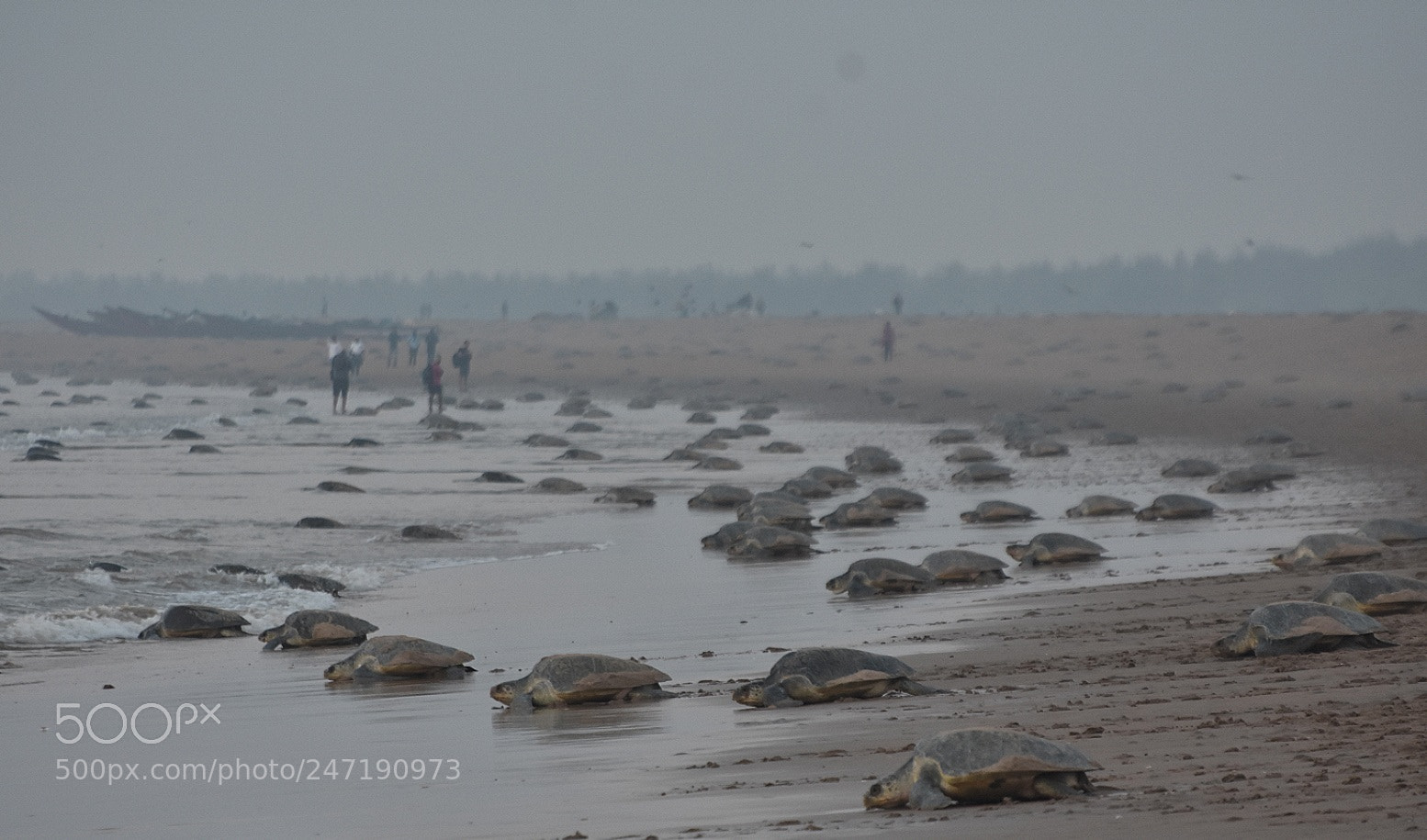 Nikon D7200 sample photo. Turtles photography