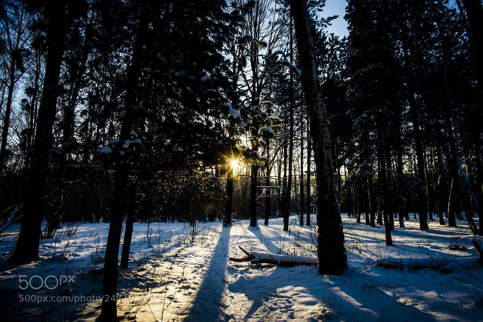Nikon D610 sample photo. Winter forest photography