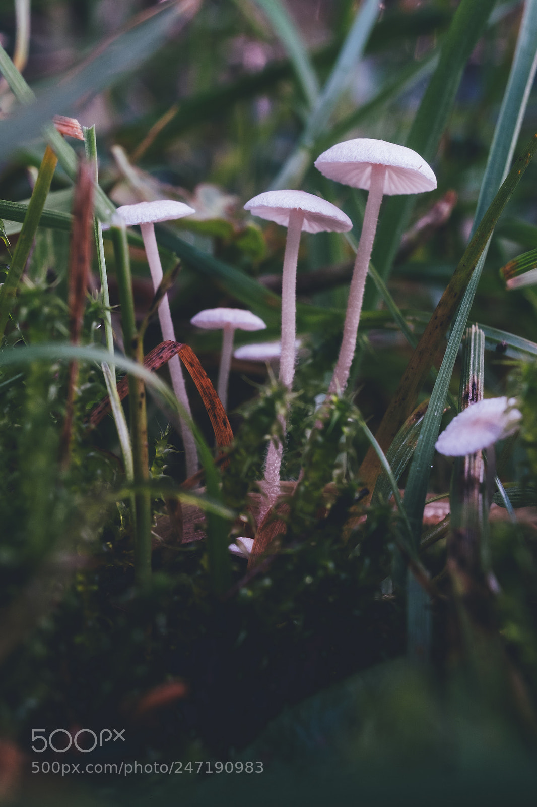 Fujifilm X-T20 sample photo. The mushroom gang photography