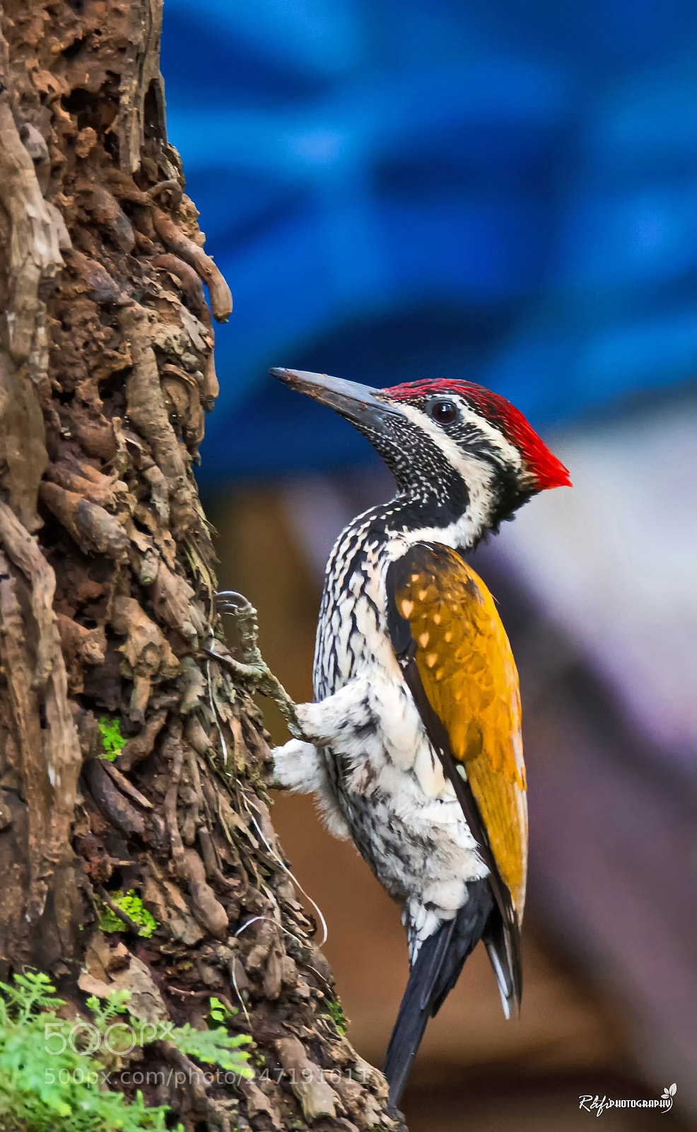 Nikon D7200 sample photo. Black rumped flameback woodpecker photography