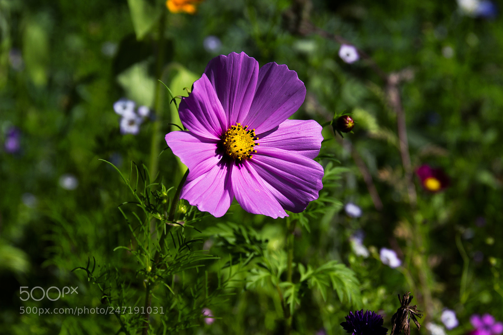 Canon EOS 700D (EOS Rebel T5i / EOS Kiss X7i) sample photo. Blume i photography