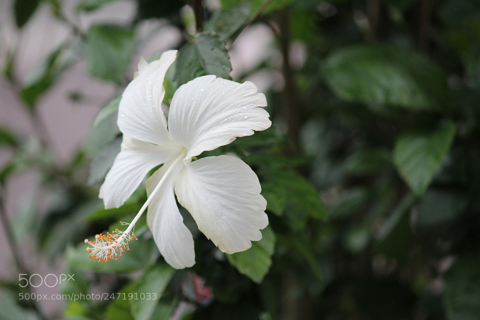 Canon EF-S 55-250mm F4-5.6 IS II sample photo. Img photography