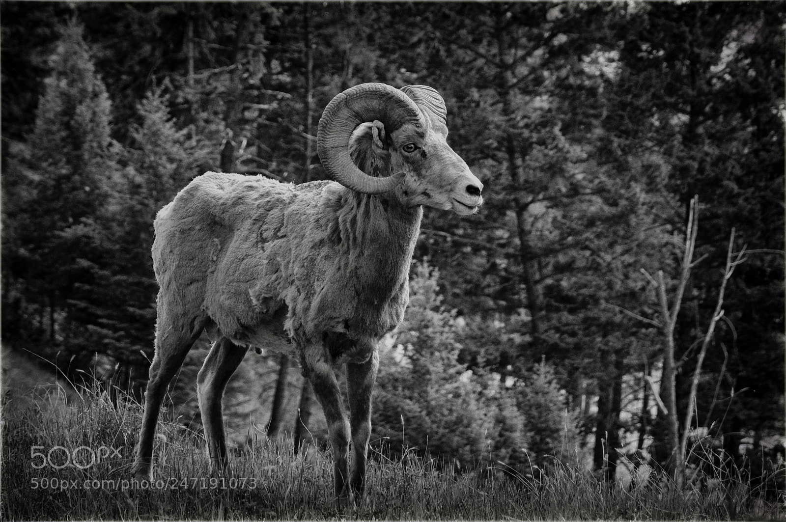 Nikon D300 sample photo. Bighorn sheep photography