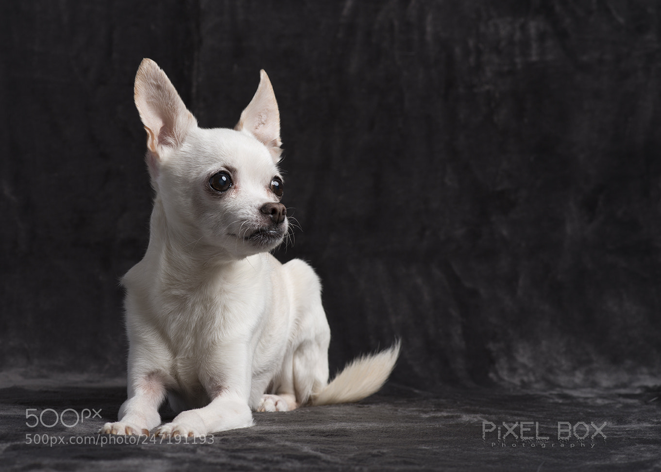 Nikon D800 sample photo. Chihuahua portrait photography