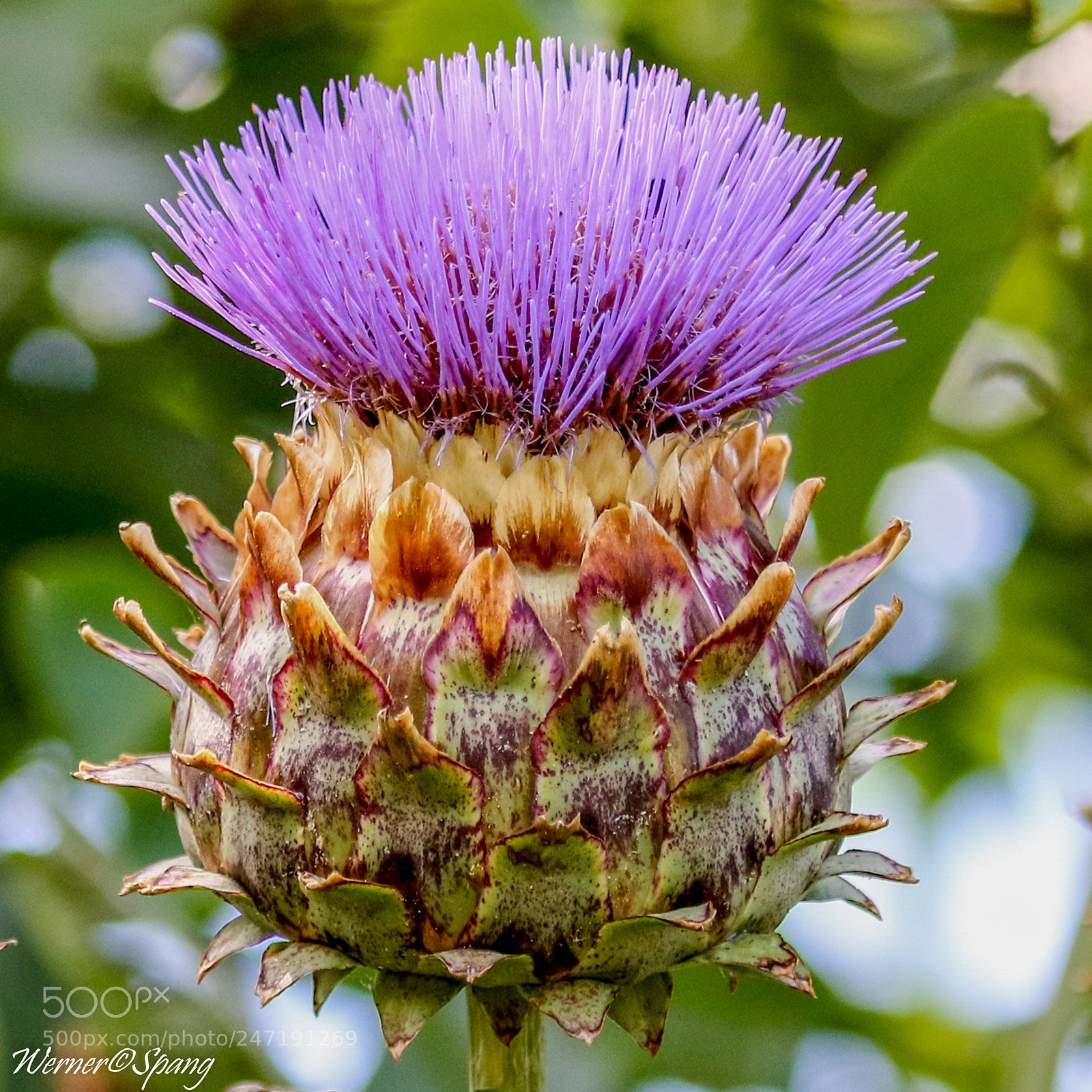 Canon EOS 7D Mark II sample photo. Punk unter den blumen photography