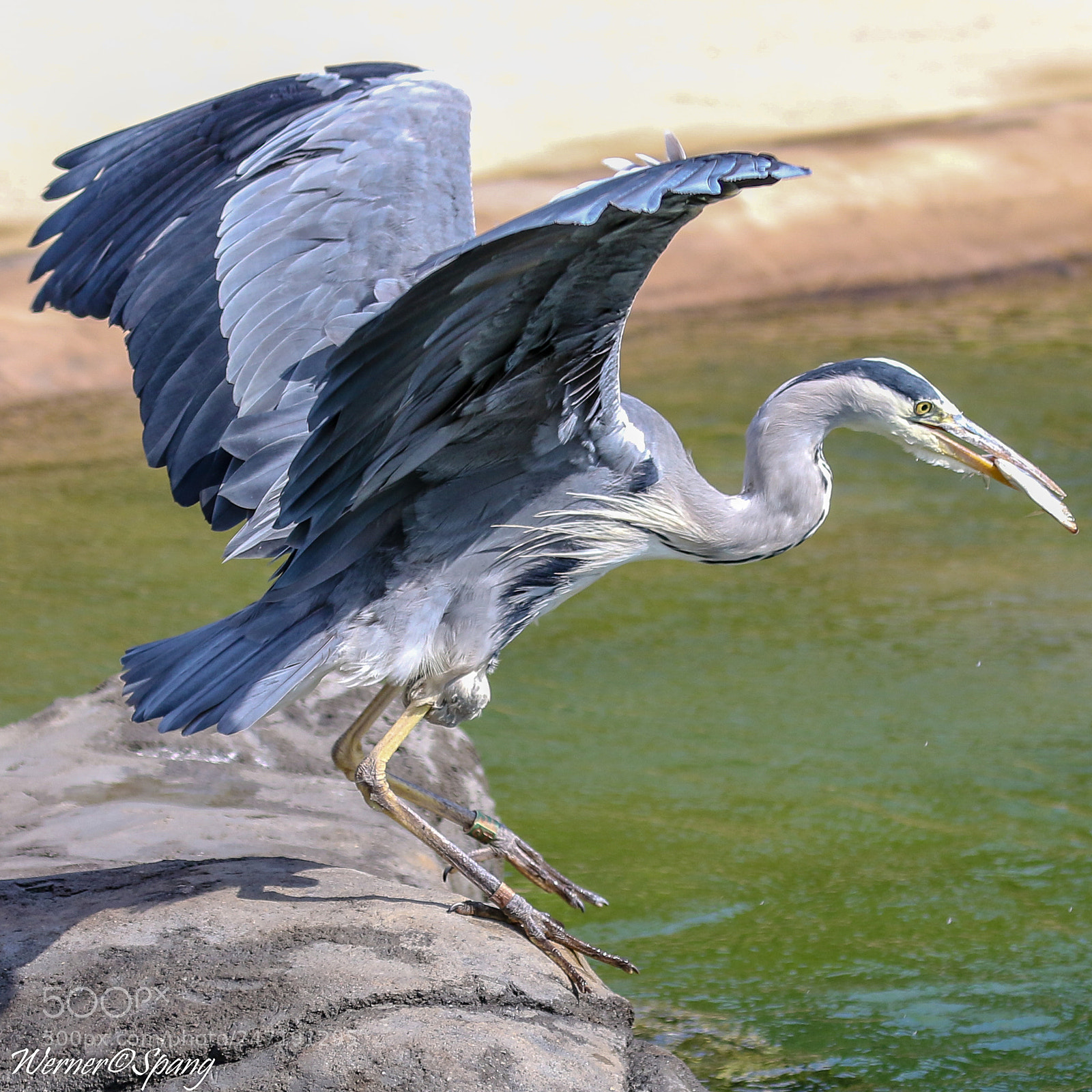 Canon EOS 7D Mark II sample photo. Schafft er wohl den photography