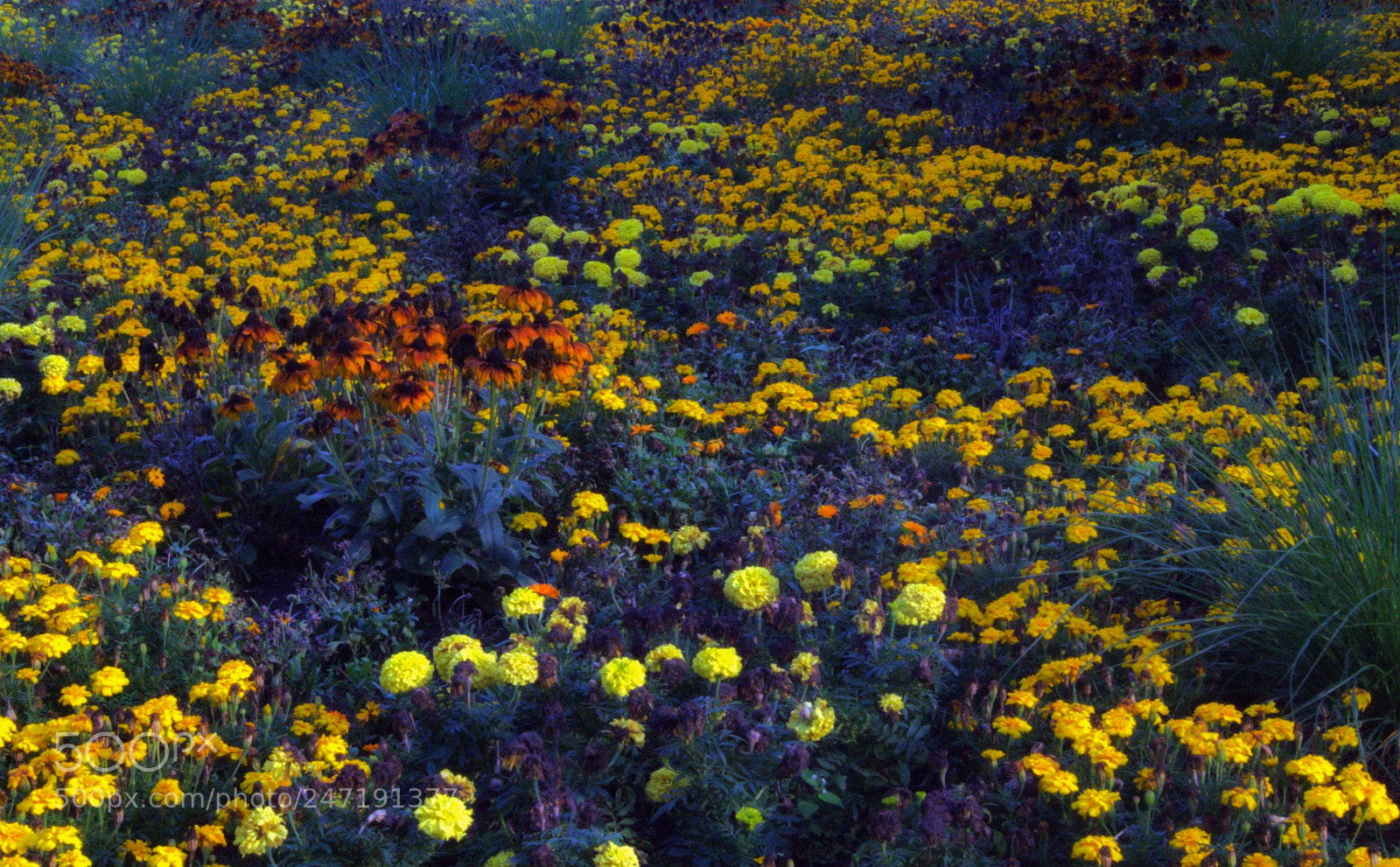 Sony SLT-A58 sample photo. Flower bed photography