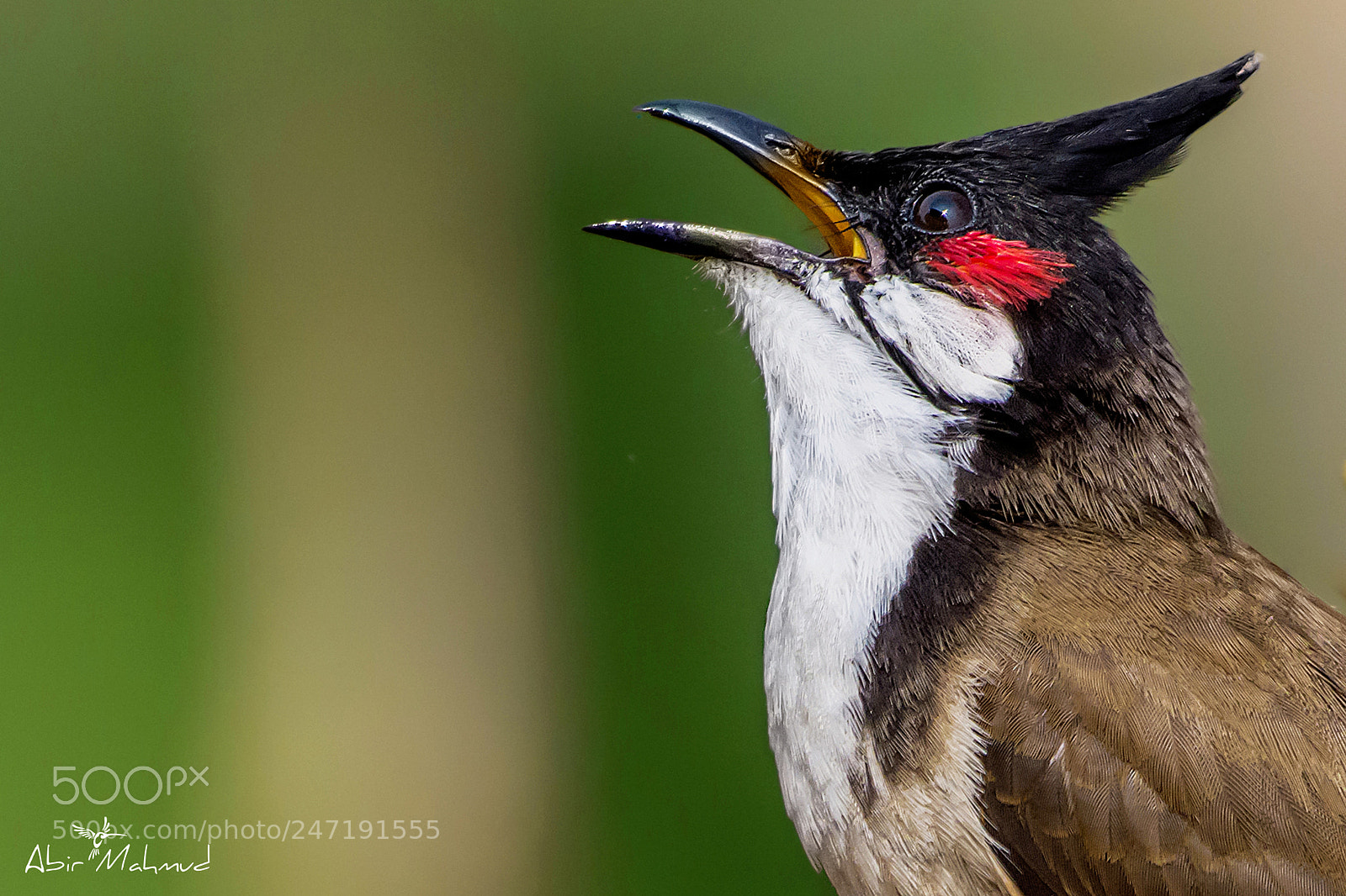 Nikon D7100 sample photo. :: red-whiskered bulbul / সিপাহি বুলবুলি :: photography