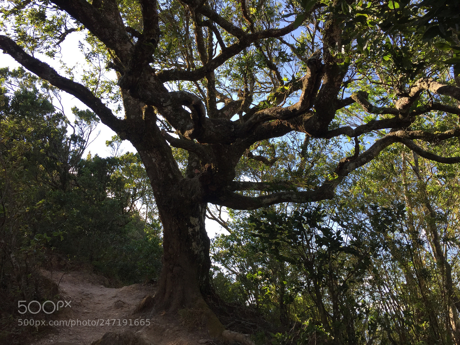 Apple iPhone 6 sample photo. Alg n rbol en photography