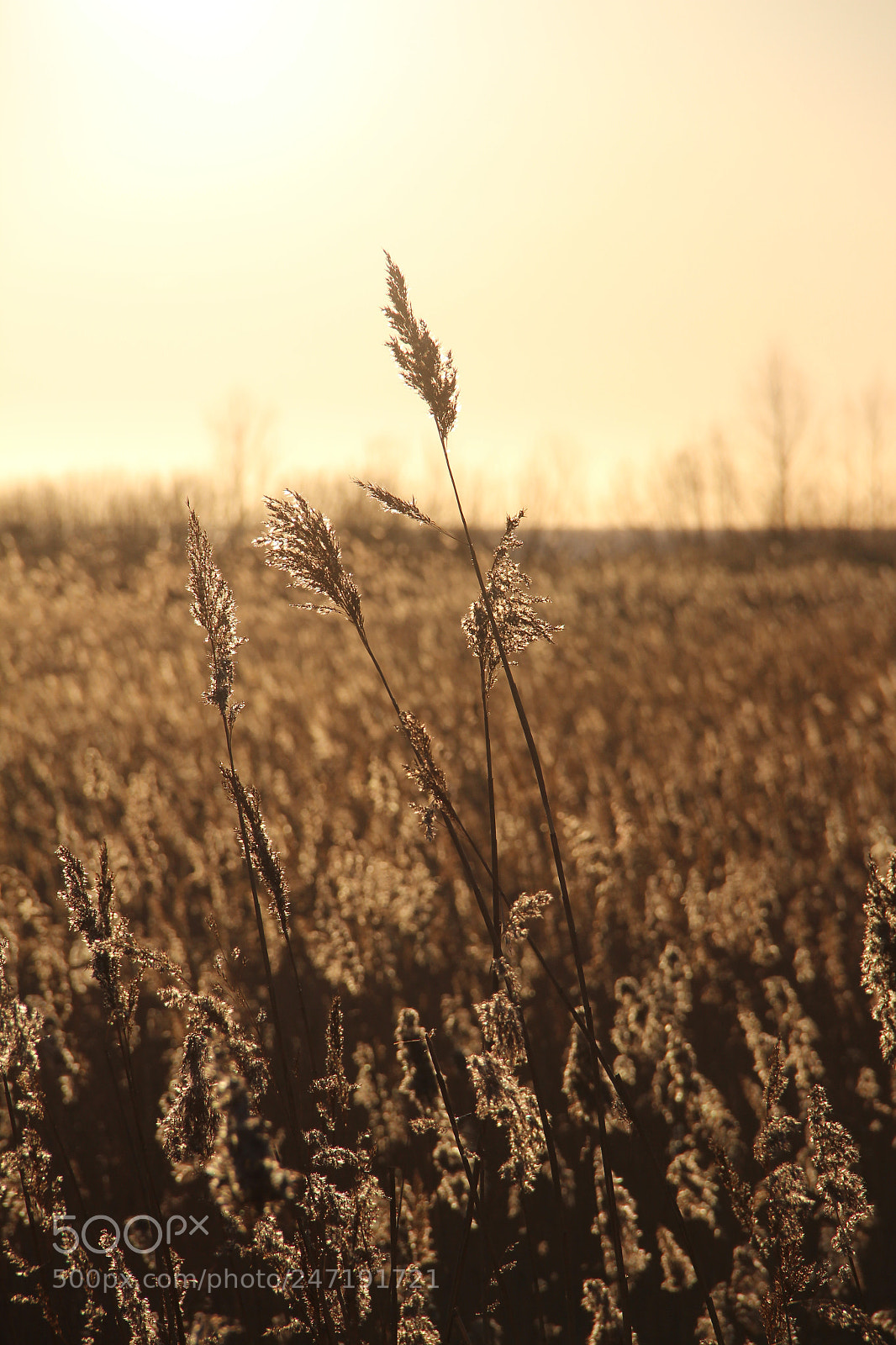 Canon EOS 600D (Rebel EOS T3i / EOS Kiss X5) sample photo. Warmth of field photography