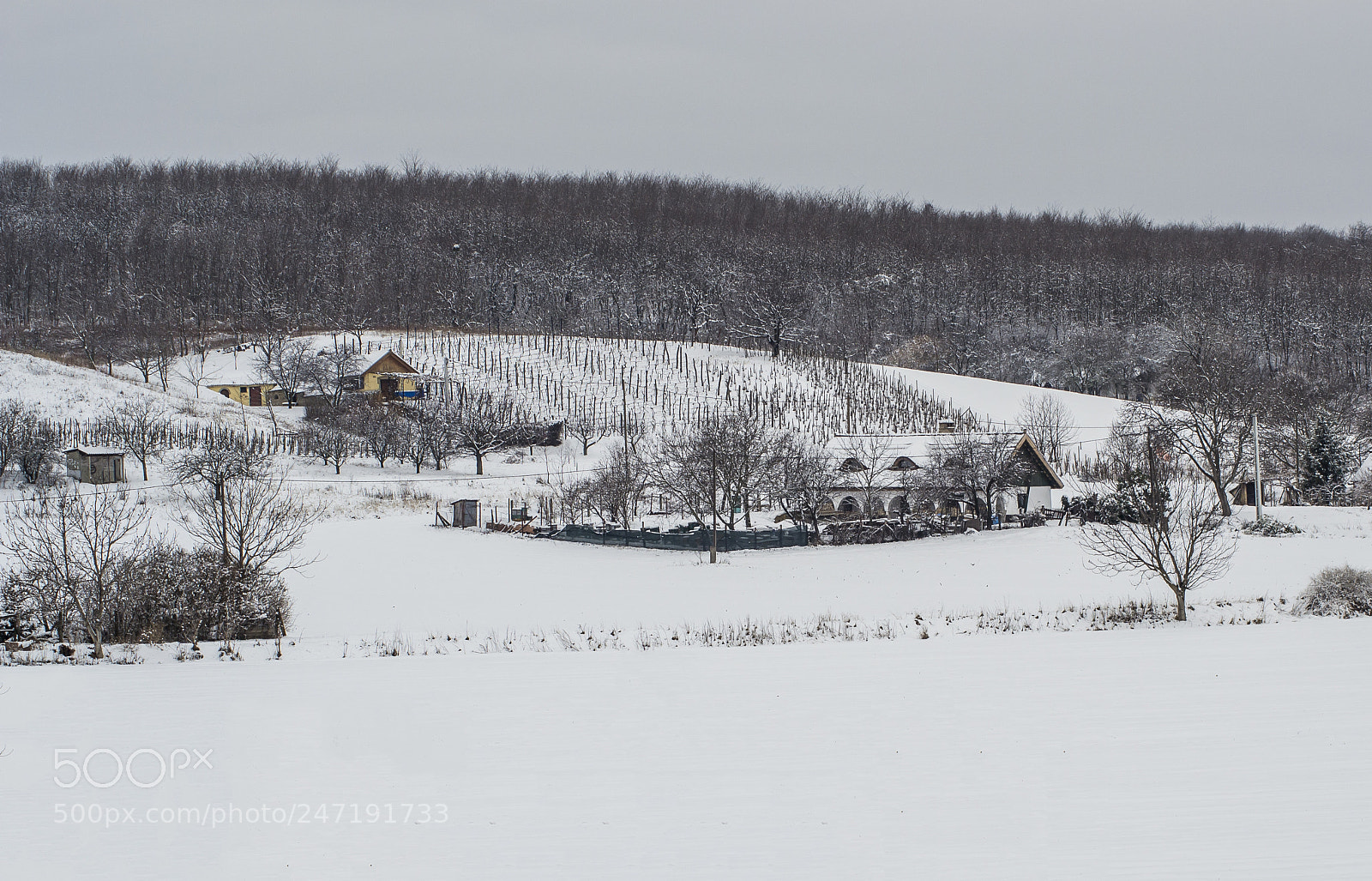Nikon D3100 sample photo. T li t j...winter photography