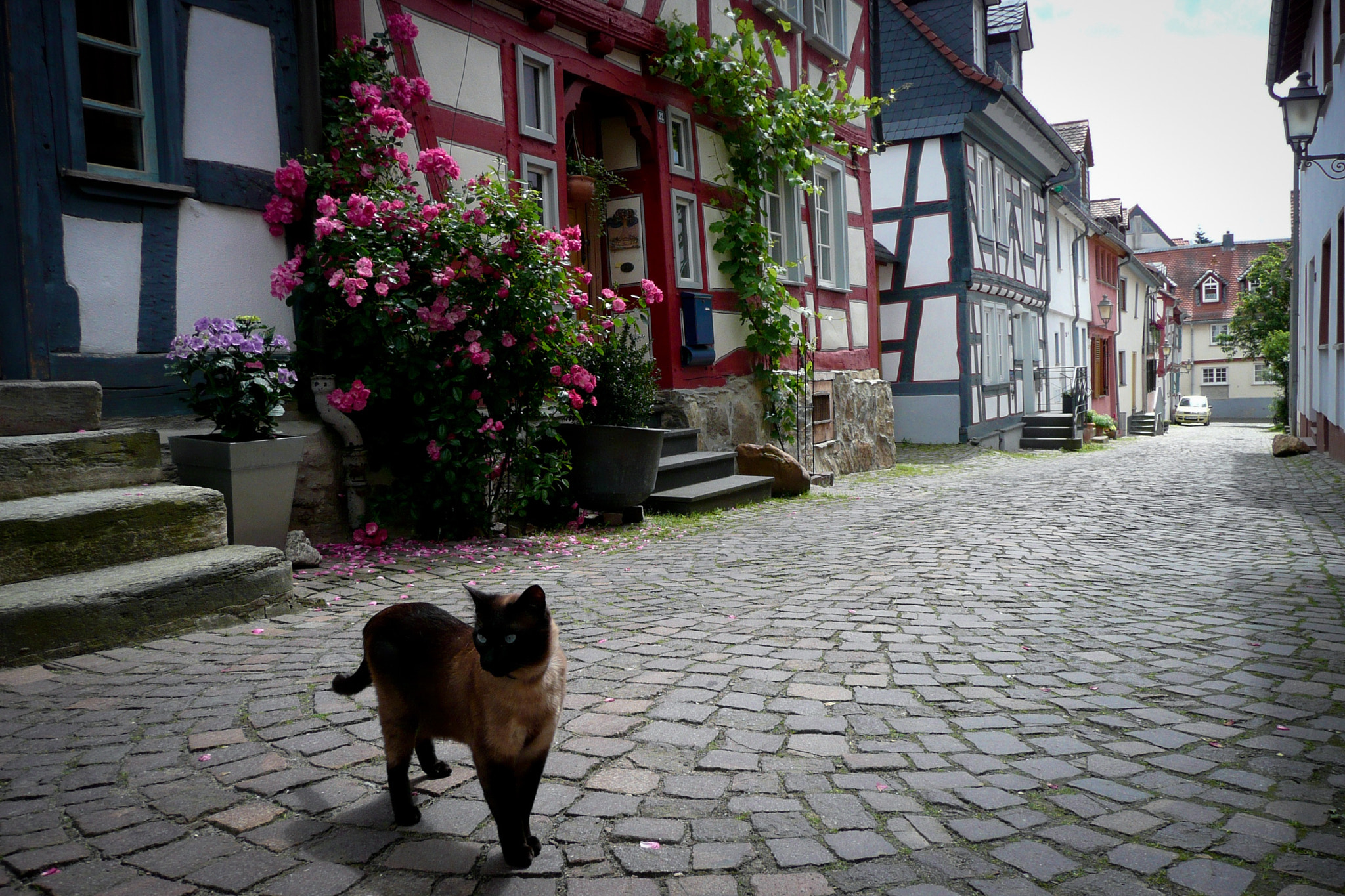 Panasonic DMC-TZ3 sample photo. Cat’s street in idstein photography