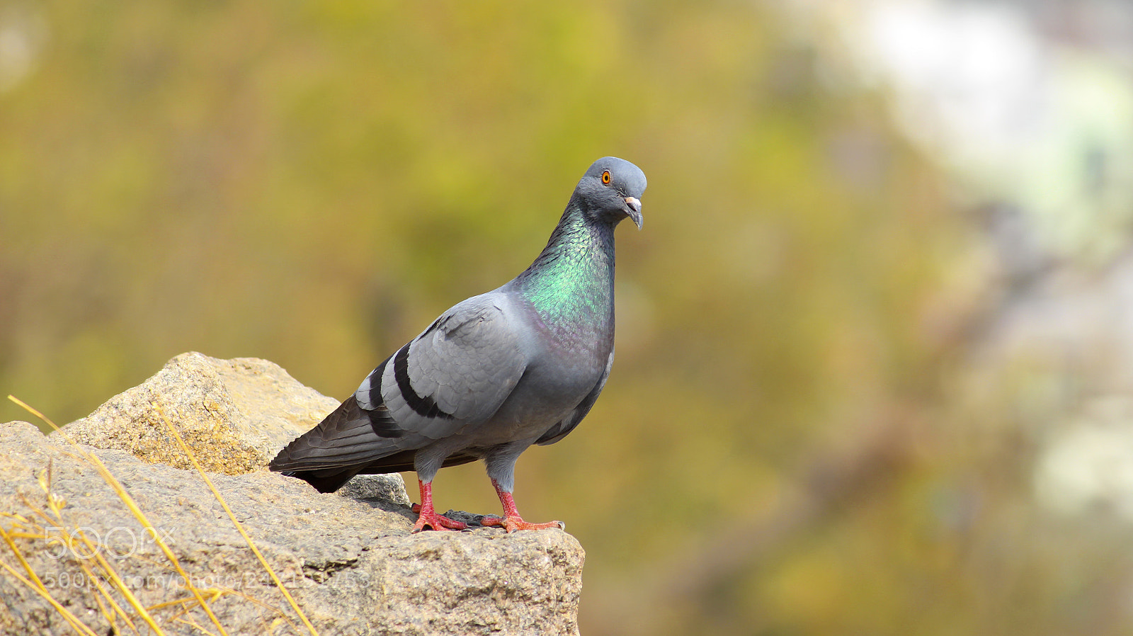 Canon EOS 700D (EOS Rebel T5i / EOS Kiss X7i) sample photo. Pigeon photography