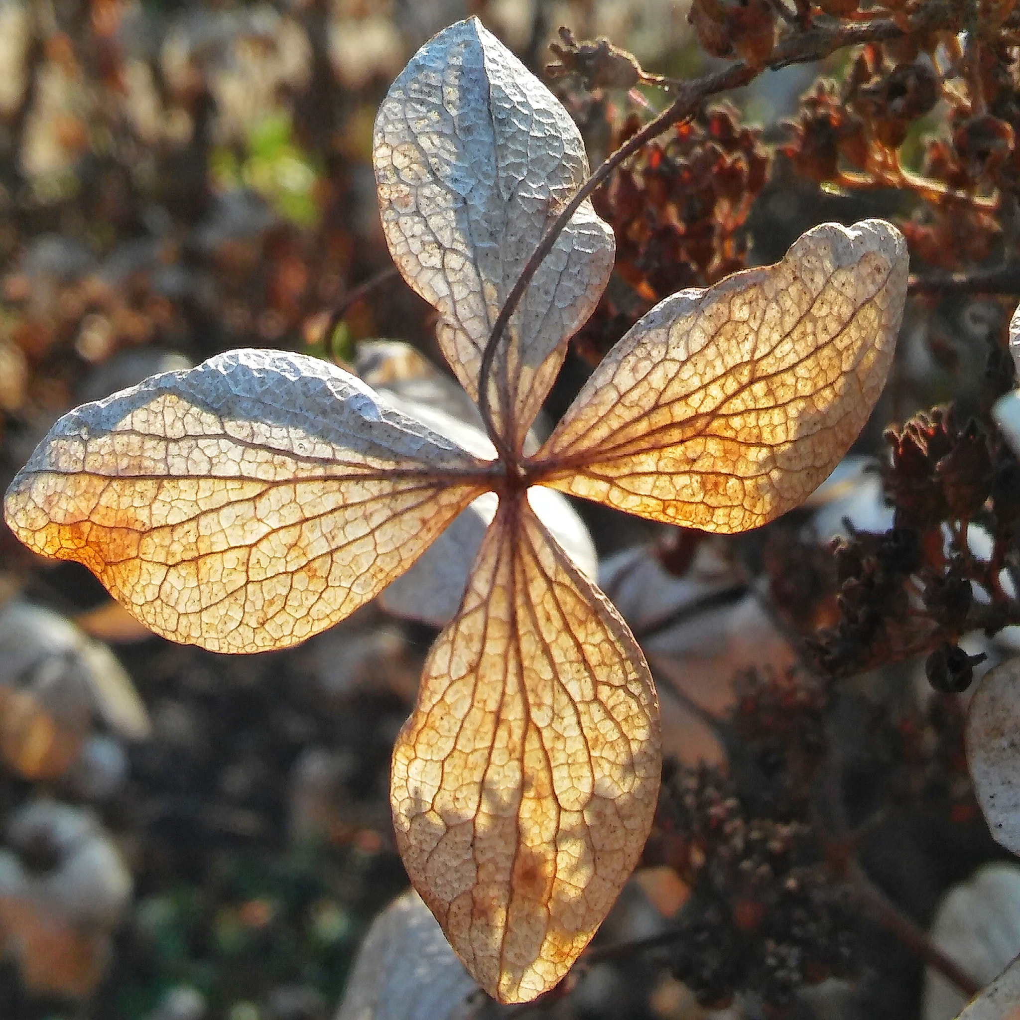 LG G STYLO sample photo. Dried photography