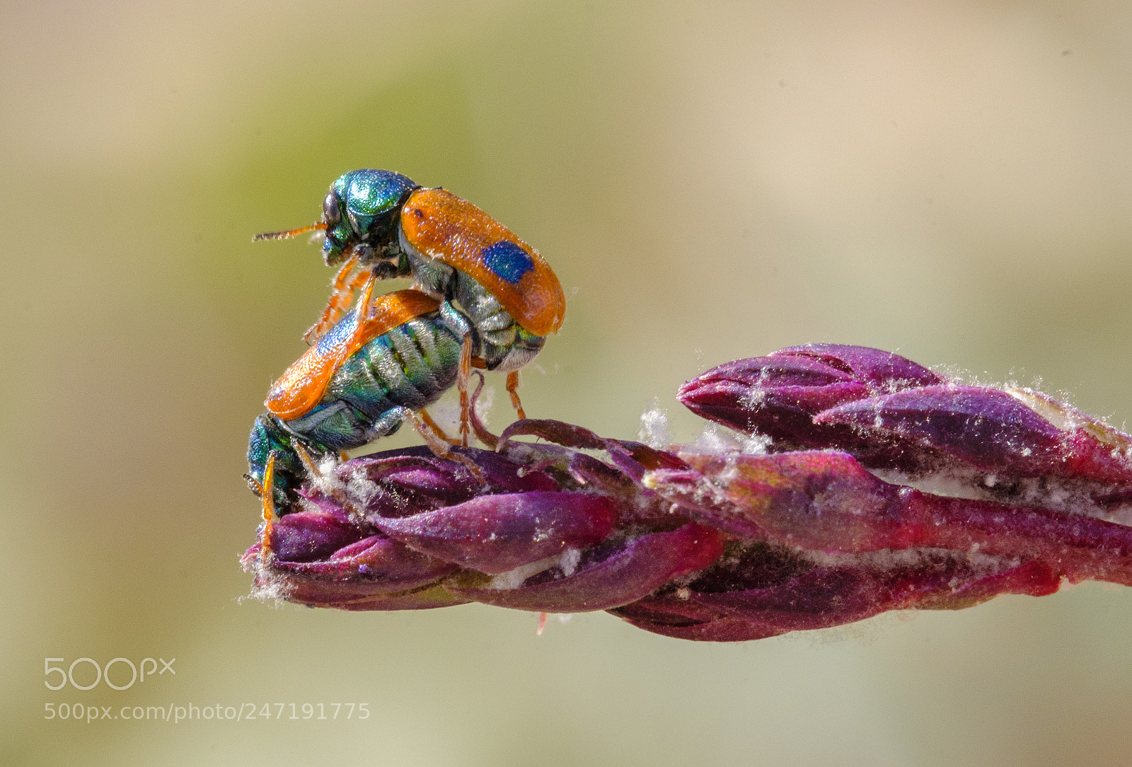 Fujifilm X-T2 sample photo. Leaf beetles mating photography
