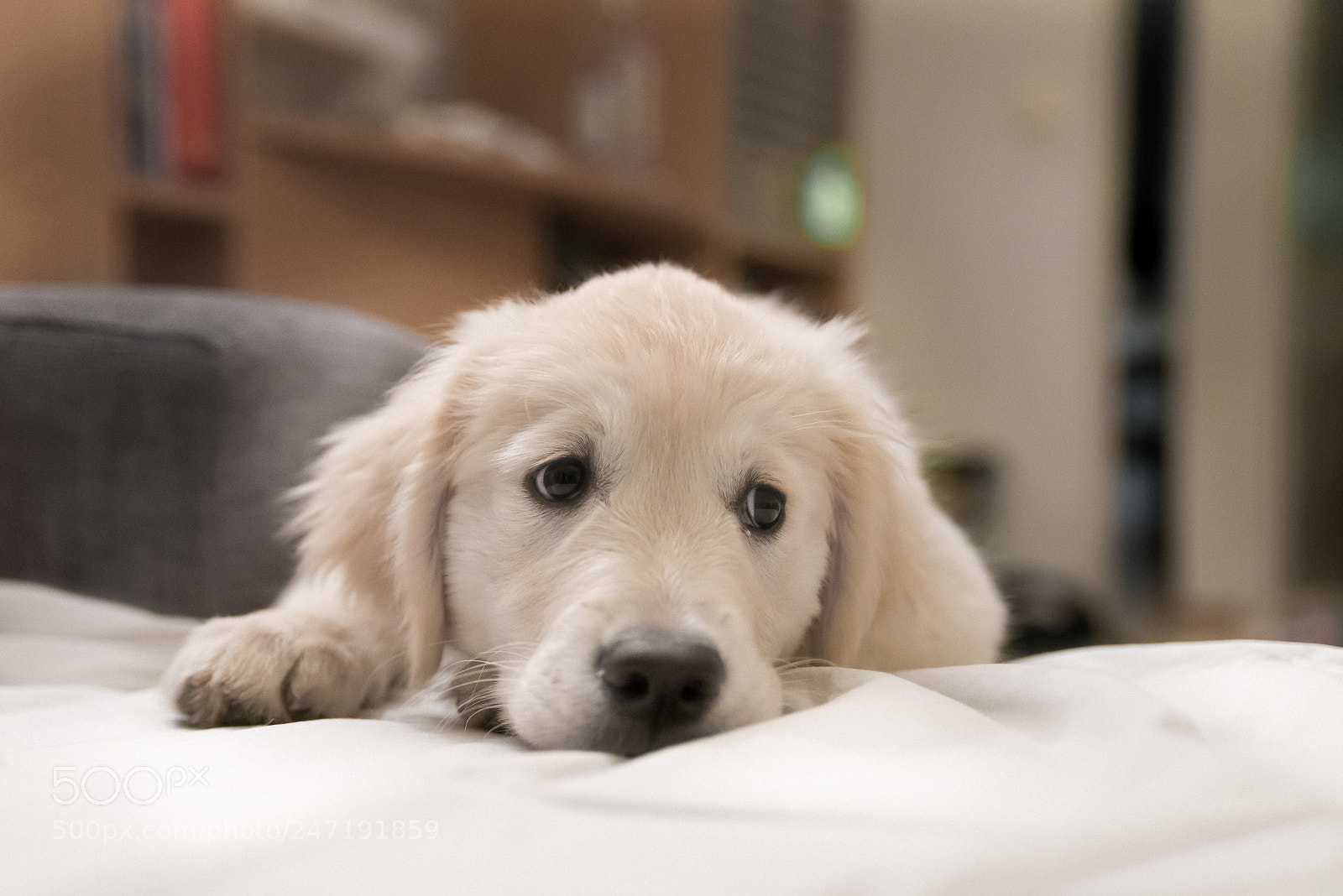 Nikon D800 sample photo. Telma doge photography