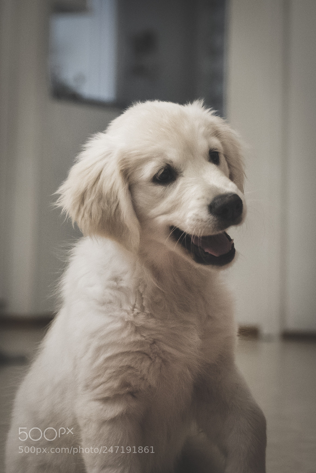 Nikon D800 sample photo. Telma doge photography