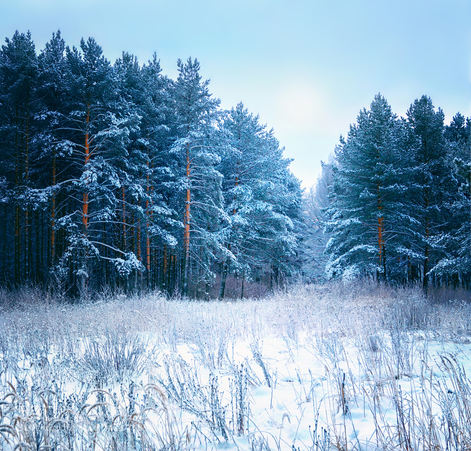 Canon EOS 50D sample photo. Nature, landscape, winter, trees photography