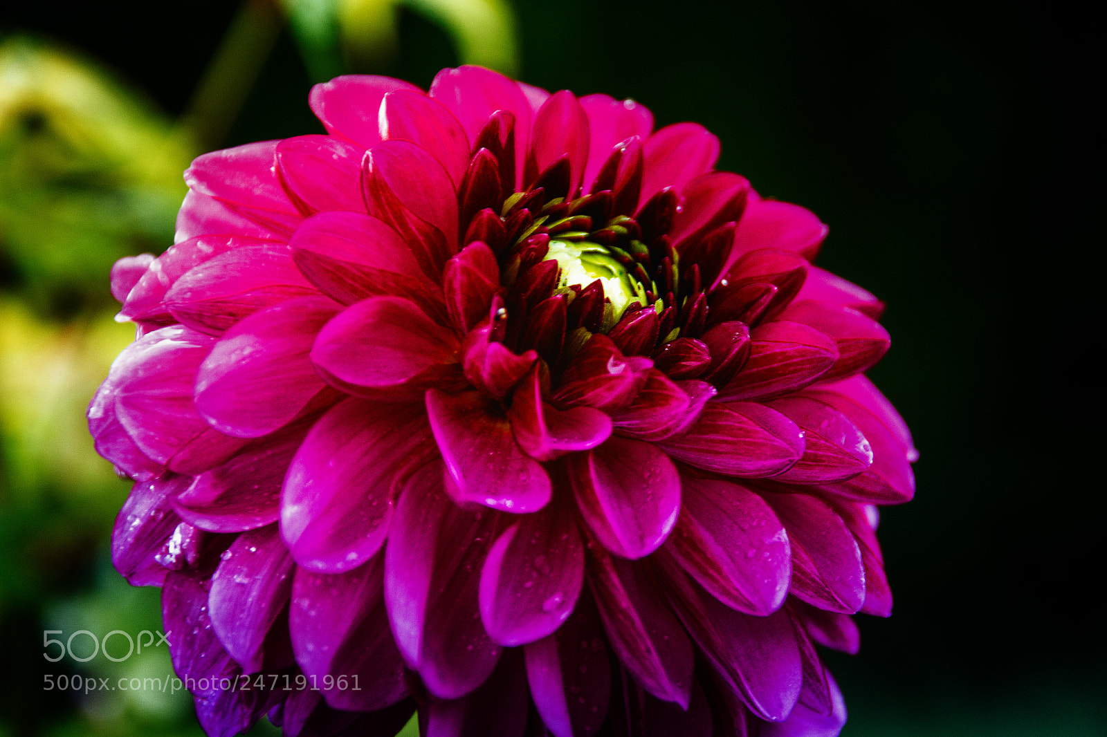 Canon EOS 700D (EOS Rebel T5i / EOS Kiss X7i) sample photo. Blume ii photography