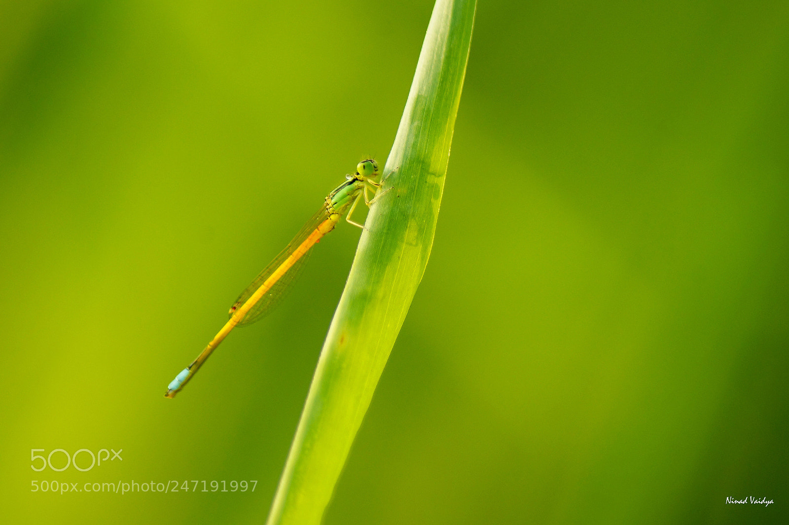 Sony SLT-A58 sample photo. Damselfly photography