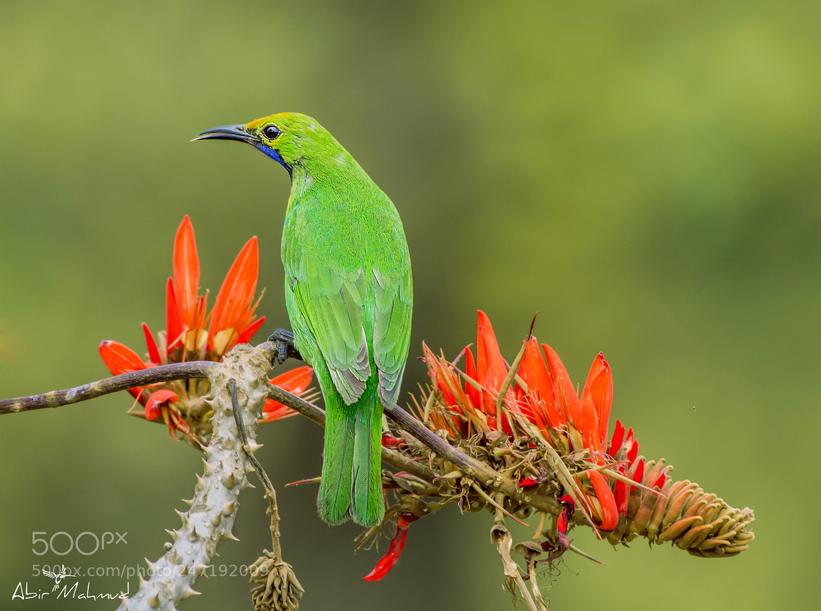Nikon D7100 sample photo. :: golden-fronted leafbird / সোনাকপালি হরবোলা :: photography