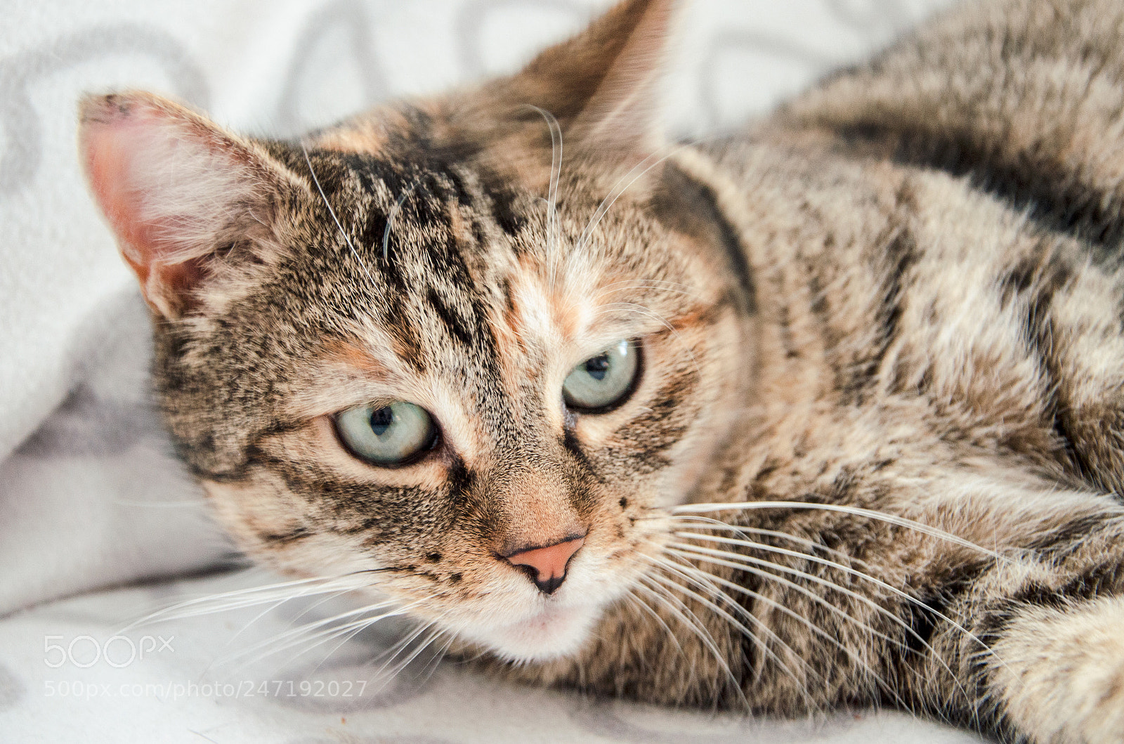 Nikon D5100 sample photo. Untitled photography