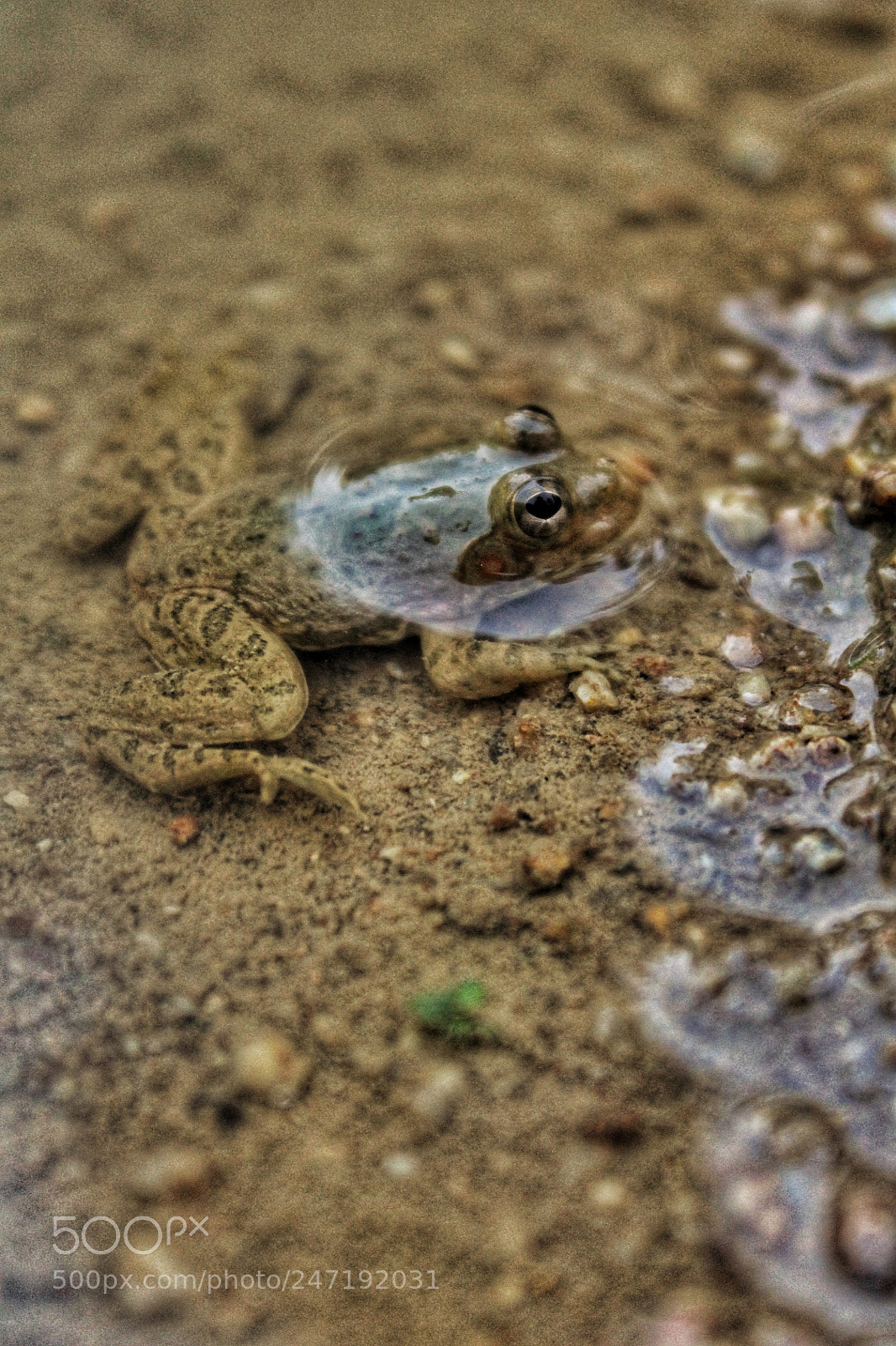 Canon EOS 1100D (EOS Rebel T3 / EOS Kiss X50) sample photo. Frog photography