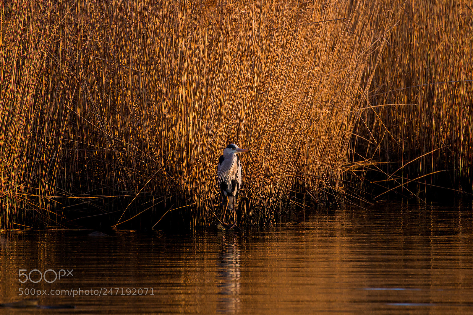 Canon EOS 700D (EOS Rebel T5i / EOS Kiss X7i) sample photo. Heron in sunrise photography