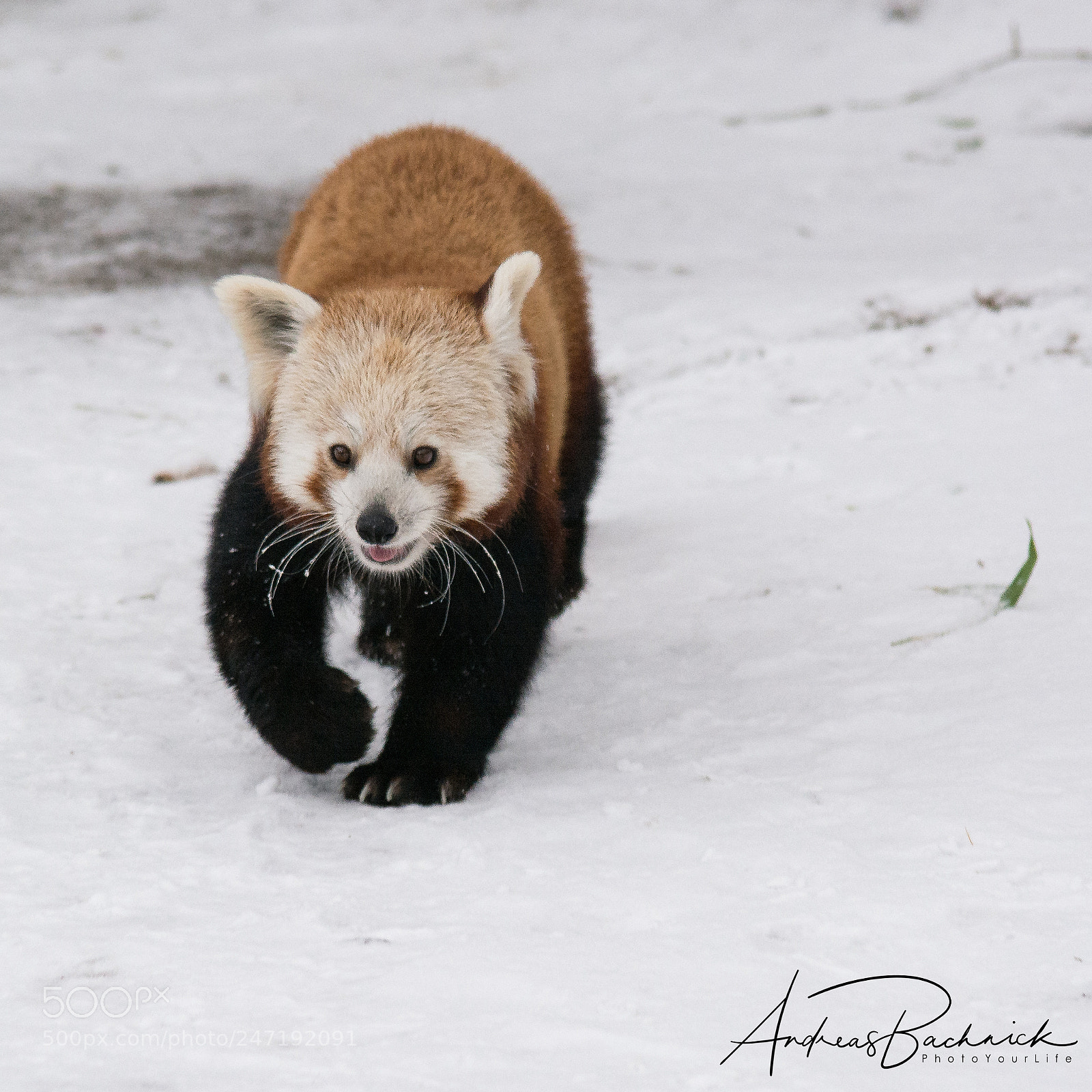 Nikon D5200 sample photo. Red panda in snow photography