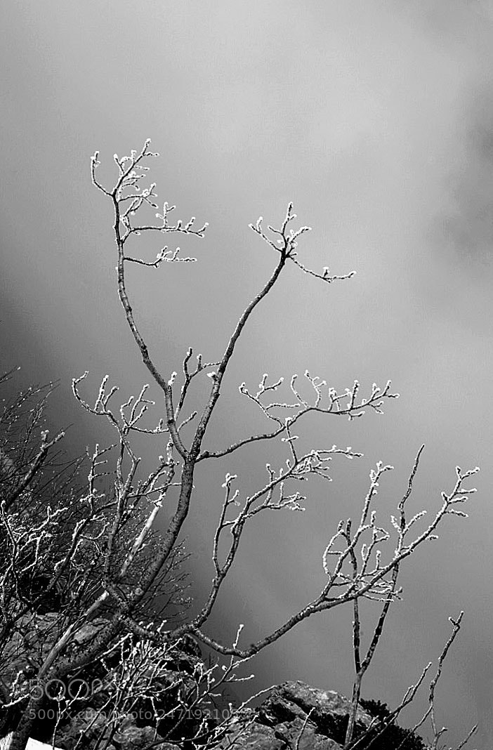 Sony ILCA-77M2 sample photo. Winter effect photography