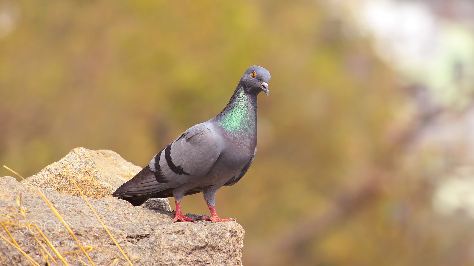 Canon EOS 700D (EOS Rebel T5i / EOS Kiss X7i) sample photo. Pigeon photography
