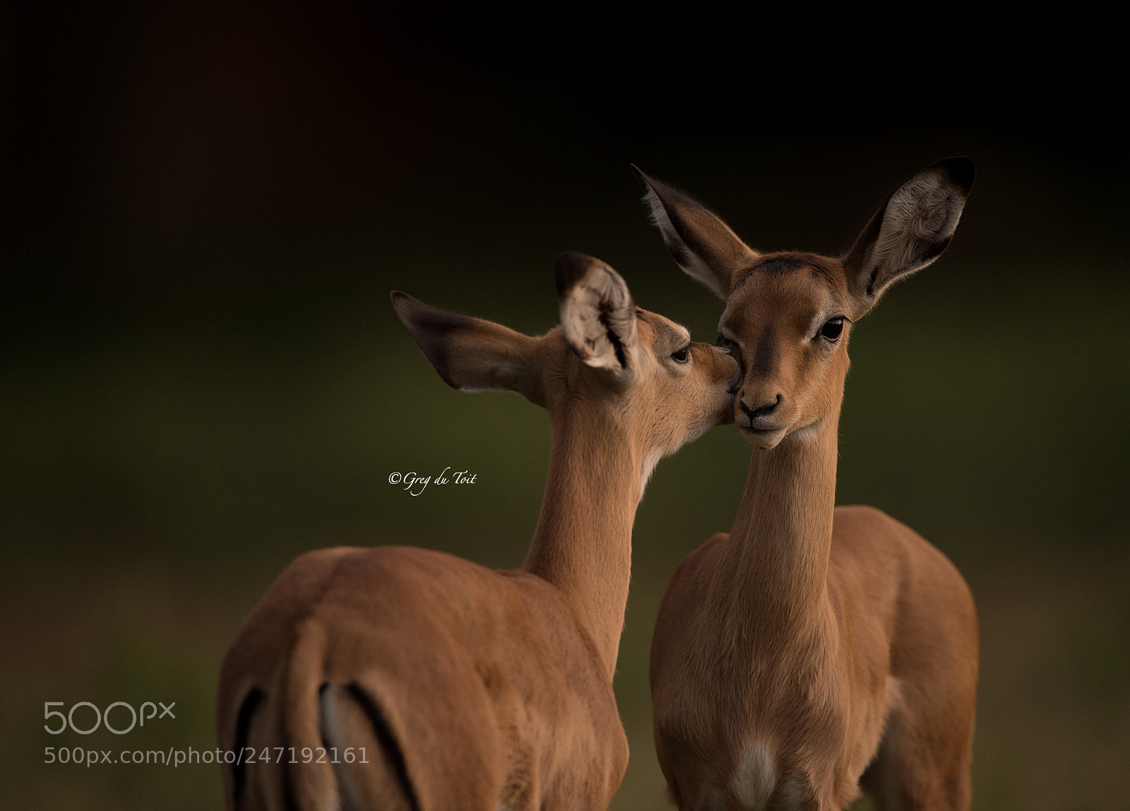 Nikon D4S sample photo. Impala ewes grooming photography