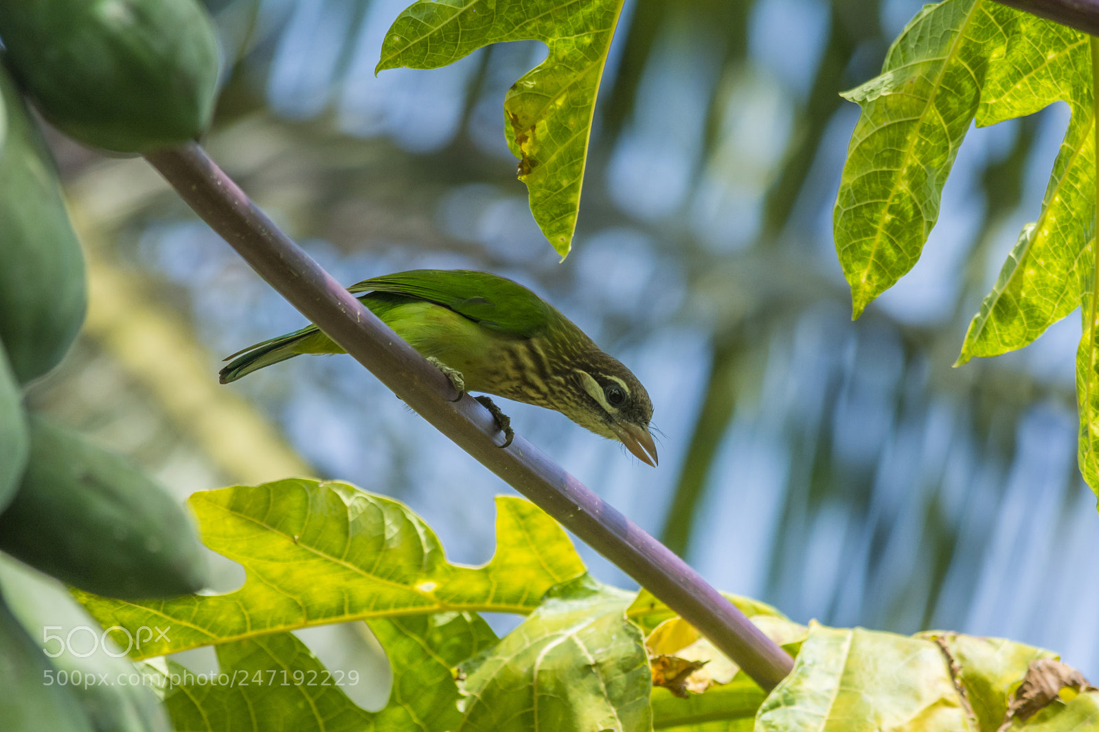 Nikon D7100 sample photo. White cheeked barbet photography