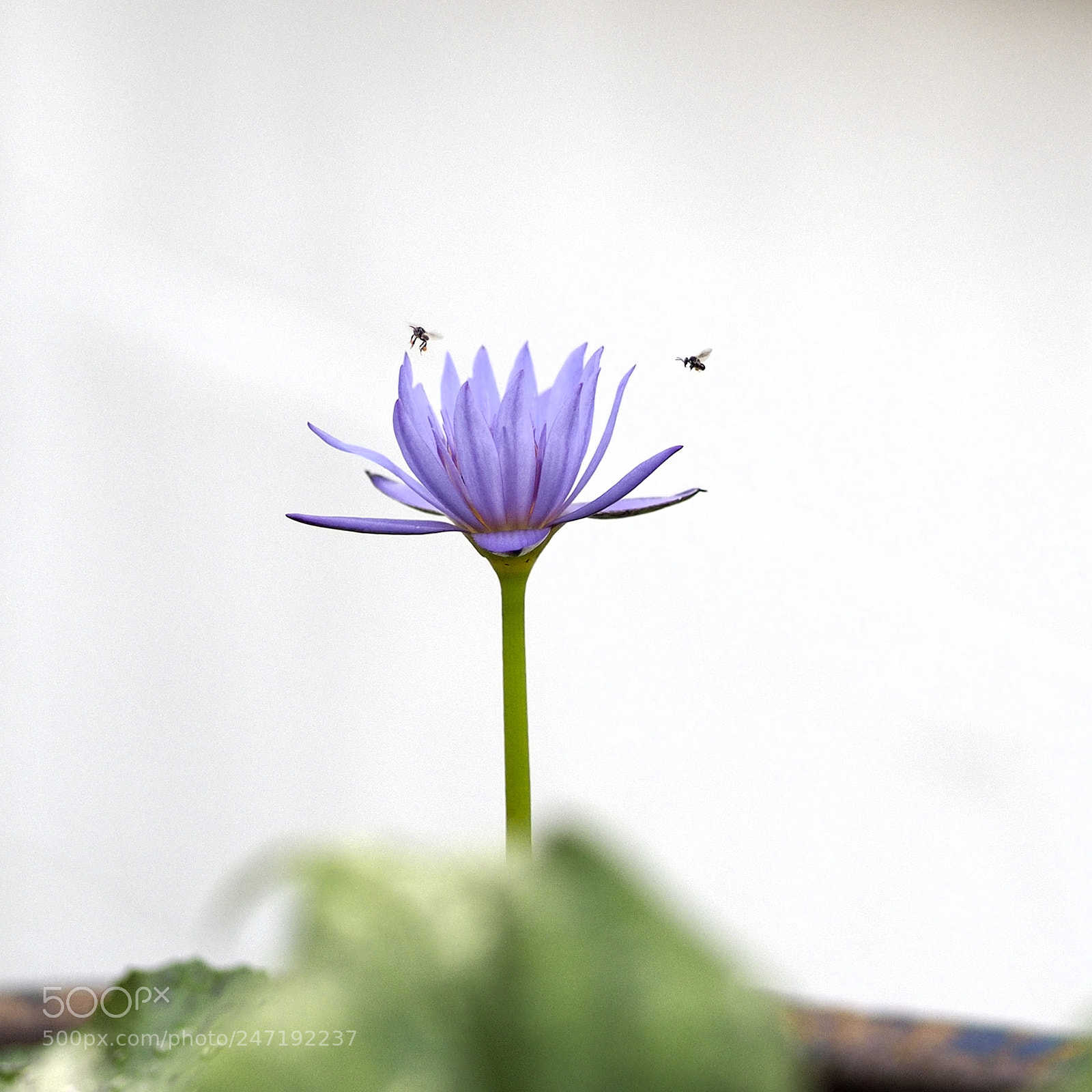 Olympus OM-D E-M5 II sample photo. Olympus digital camera photography