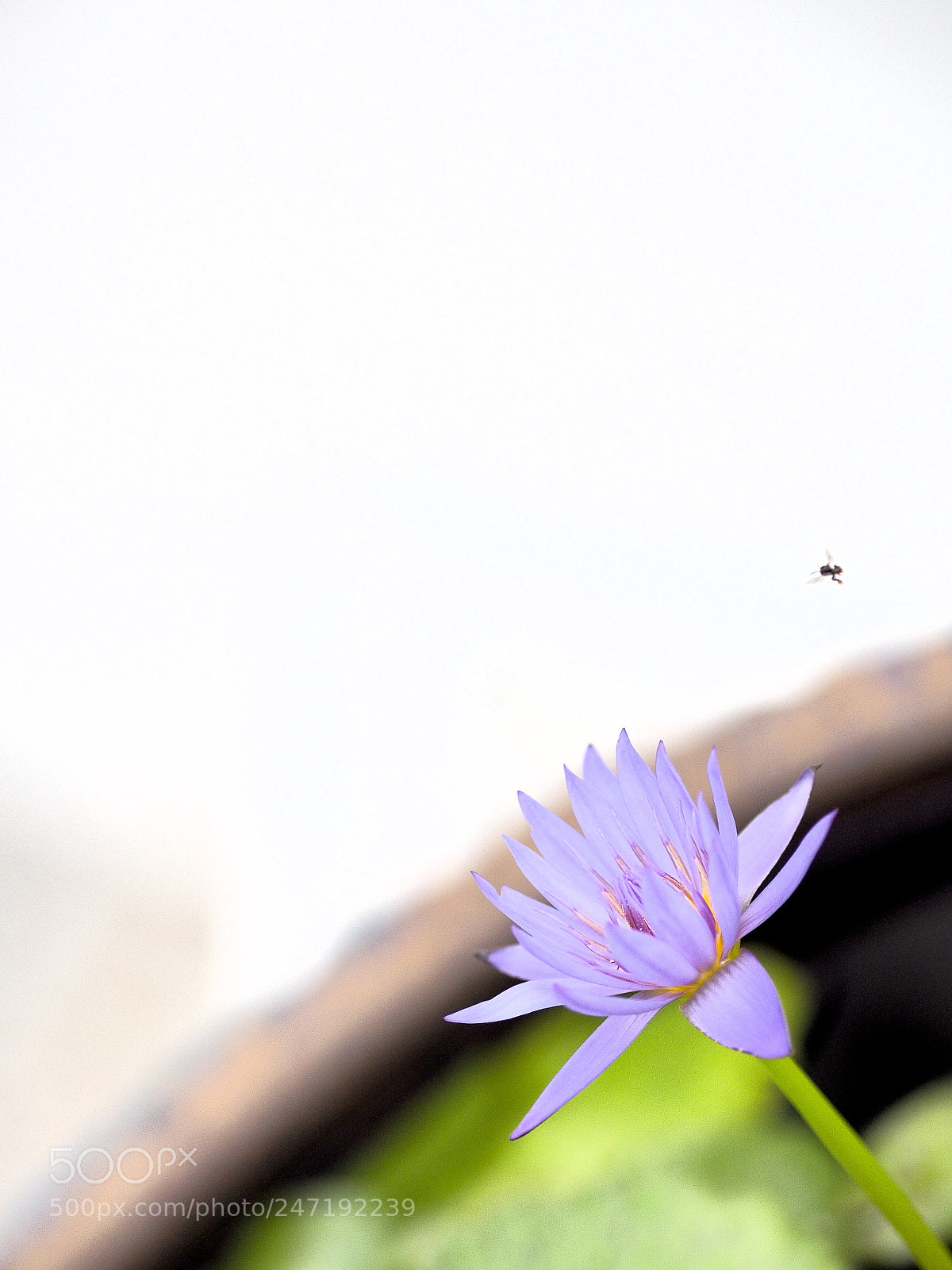 Olympus OM-D E-M5 II sample photo. Olympus digital camera photography