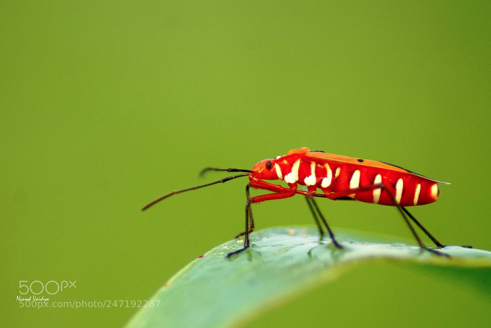Sony SLT-A58 sample photo. Cotton bug photography