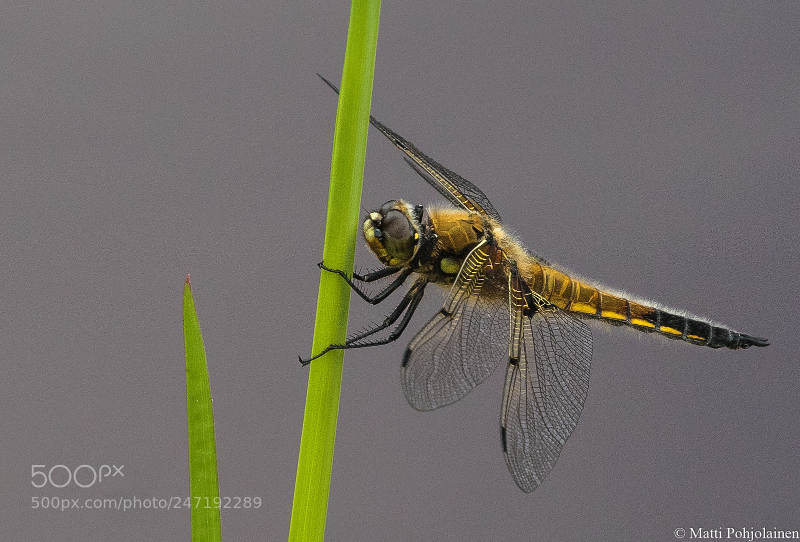 Canon EOS 7D Mark II sample photo. Draconfly photography