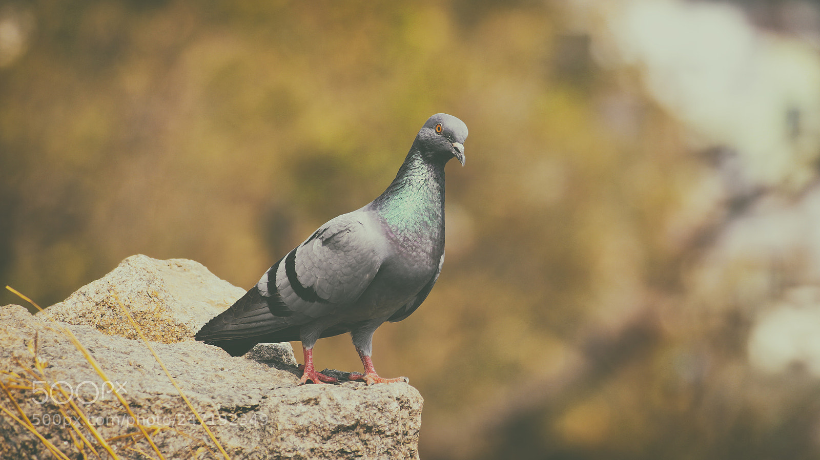 Canon EOS 700D (EOS Rebel T5i / EOS Kiss X7i) sample photo. Pigeon photography