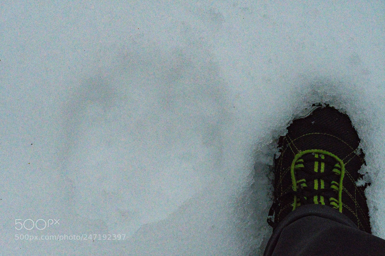 Nikon D500 sample photo. Possible bear track photography