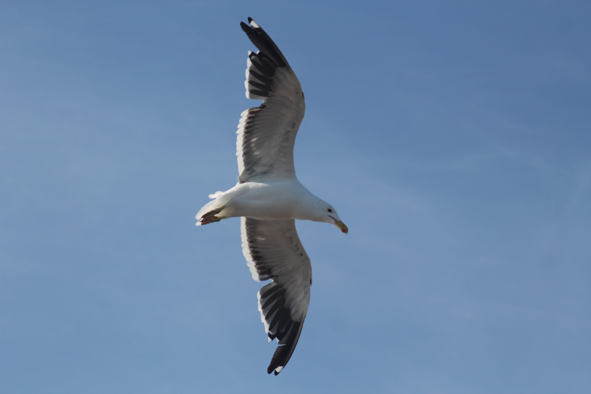 Canon EF 75-300mm f/4-5.6 USM sample photo