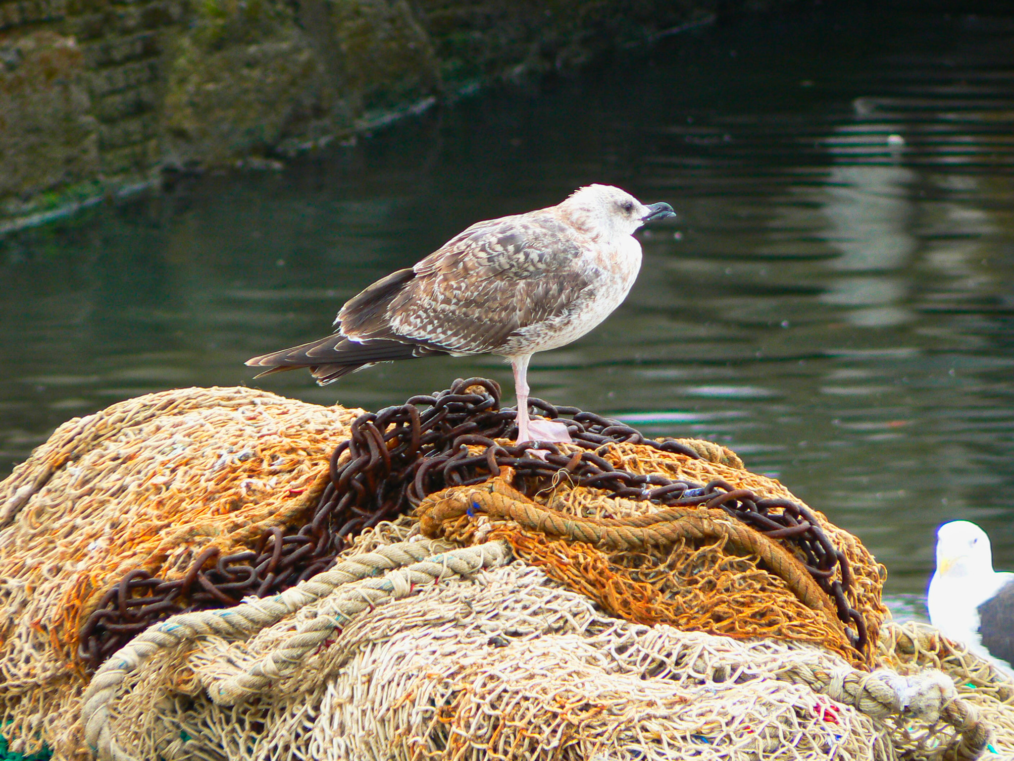 Panasonic DMC-FZ7 sample photo. Bird seagull photography