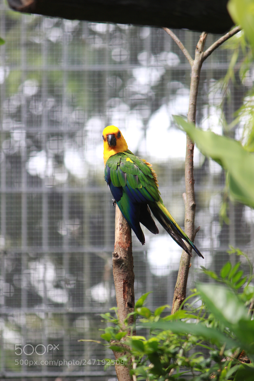 Canon EF-S 55-250mm F4-5.6 IS II sample photo. Parrot @ river safari! photography