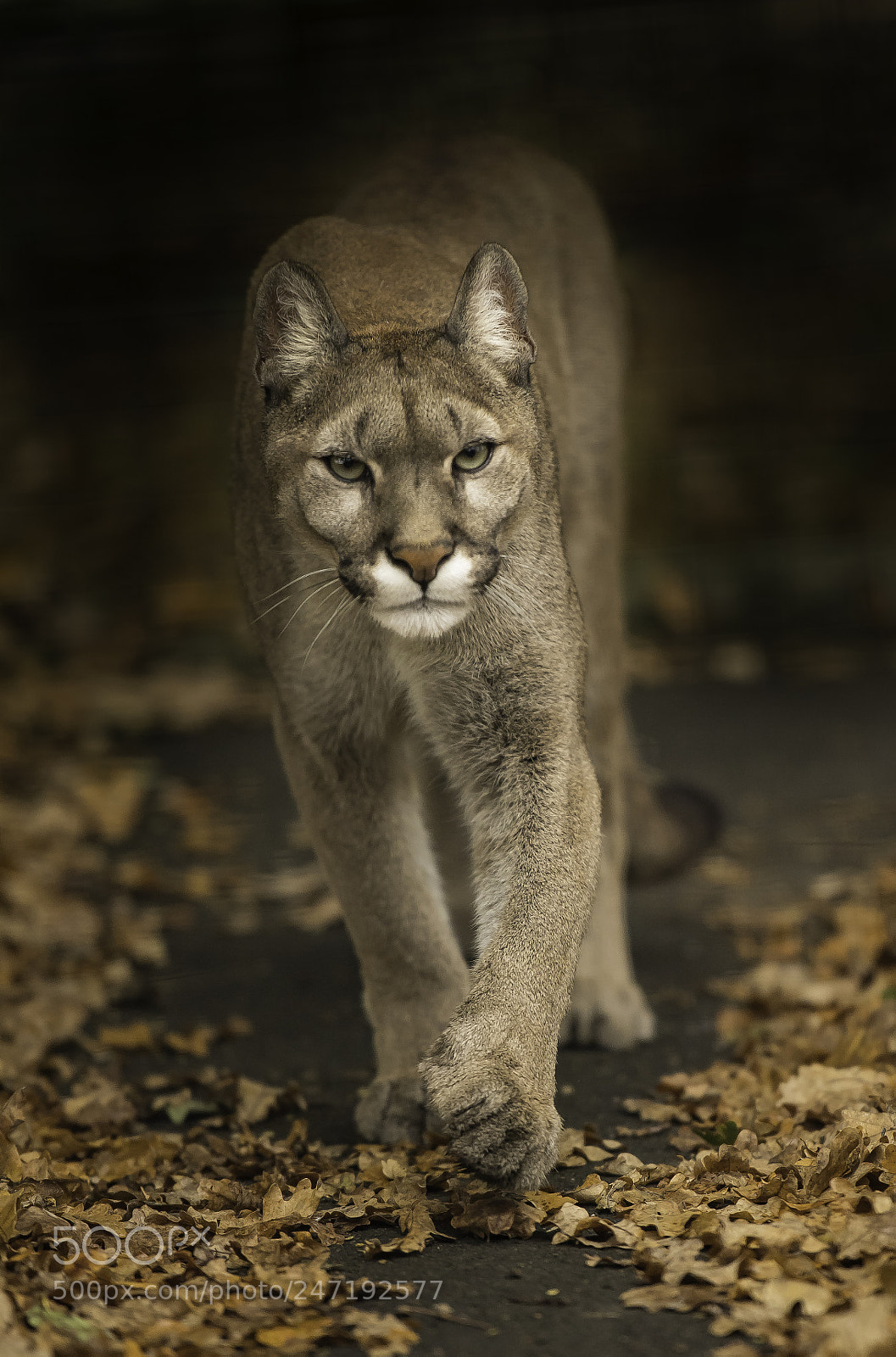 Nikon D5 sample photo. Puma series photography