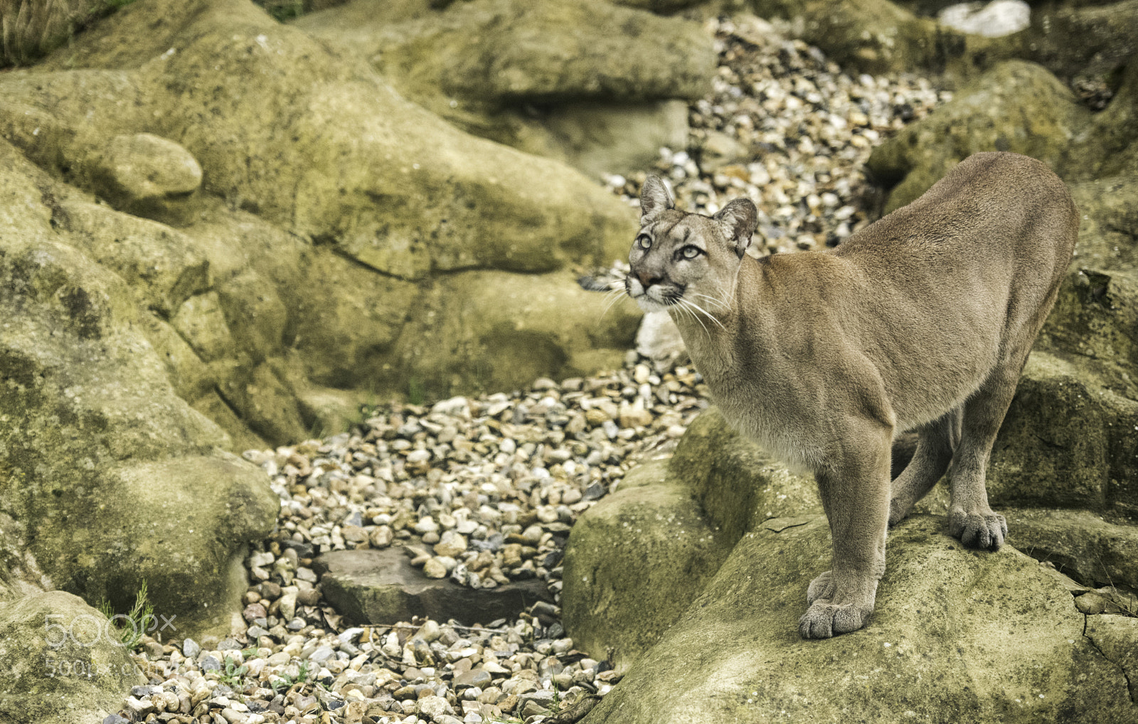 Nikon D810 sample photo. Puma series photography
