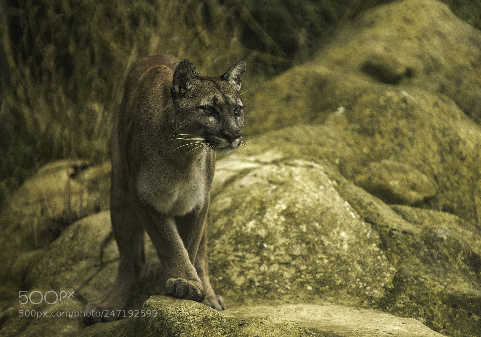 Nikon D810 sample photo. Puma series photography