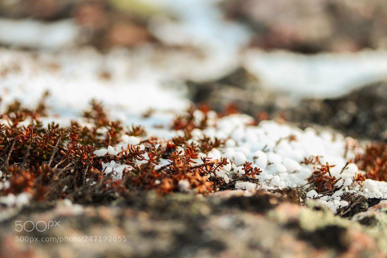 Canon EOS 80D sample photo. Tundra plants photography