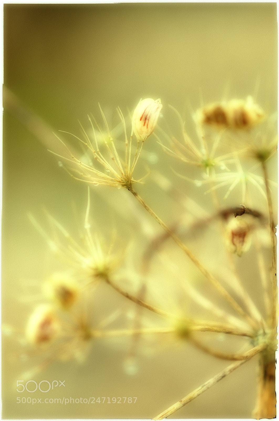 Nikon D300 sample photo. Polatransfert photography