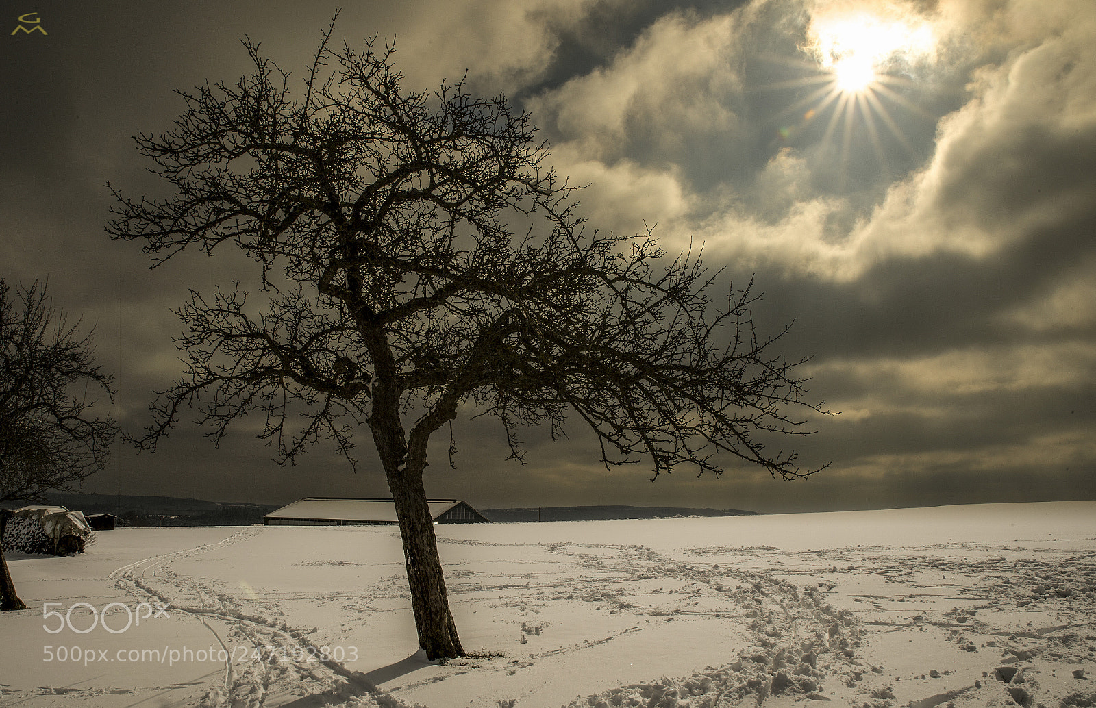 Nikon D4 sample photo. Winter tree - two photography