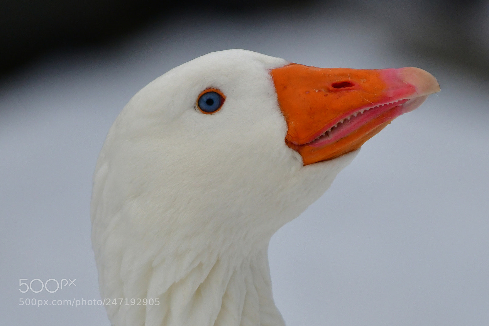 Nikon D500 sample photo. Goose photography